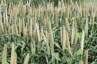 Nano DAP Fertilizer