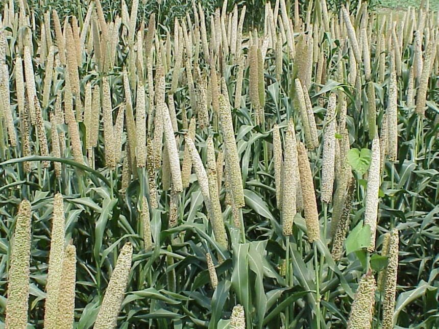 Nano DAP Fertilizer