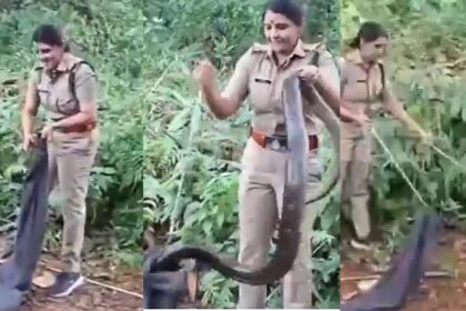 King Cobra Rescue