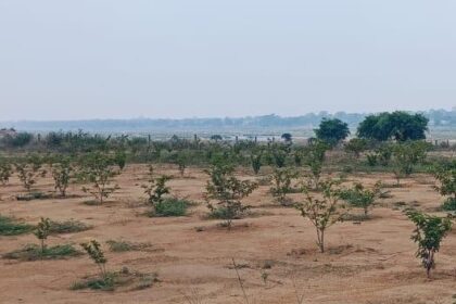 Sonthi Village Greening