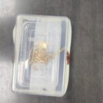 Chain Snatching Case