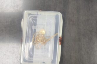 Chain Snatching Case