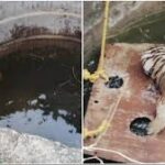 Tigress Fell In Well