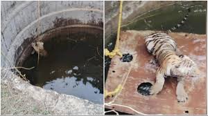Tigress Fell In Well
