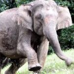 Elephant Attacks