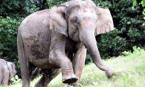 Elephant Attacks