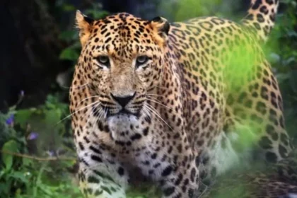 Leopard Death in Wildlife Sanctuary