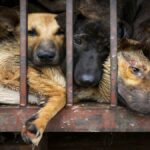 Dog Killing Case