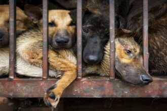 Dog Killing Case
