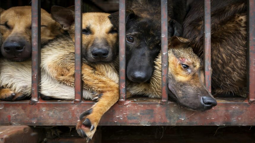 Dog Killing Case