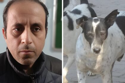 Dog Shooting Case
