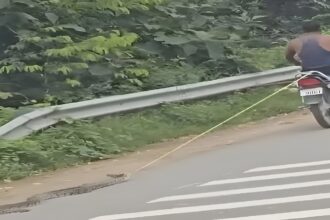 Kanker Python Cruelty