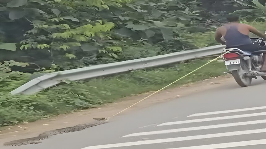 Kanker Python Cruelty