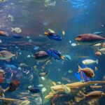 World Class Fish Aquarium House