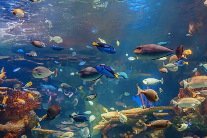 World Class Fish Aquarium House