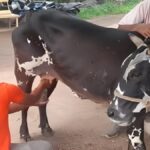 Miracle Cow Without Calf