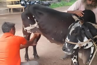 Miracle Cow Without Calf