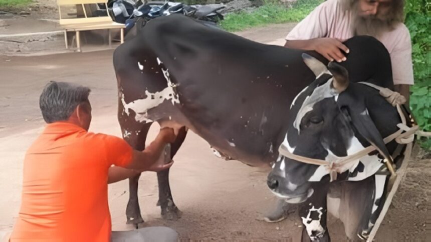 Miracle Cow Without Calf