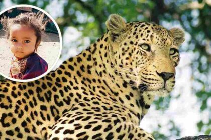 Leopard Death in Wildlife Sanctuary