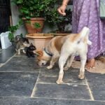 Dog and Cat Friendship