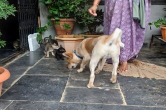 Dog and Cat Friendship