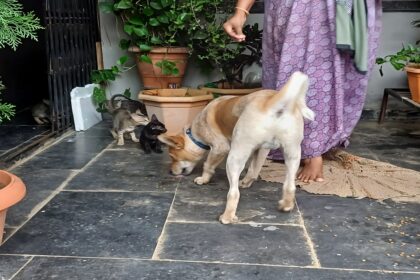 Dog and Cat Friendship