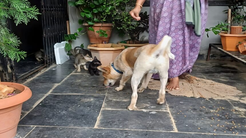 Dog and Cat Friendship