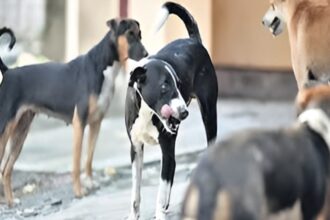 Animal Birth Control