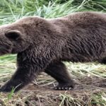 Bear Attack