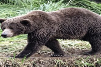 Bear Attack