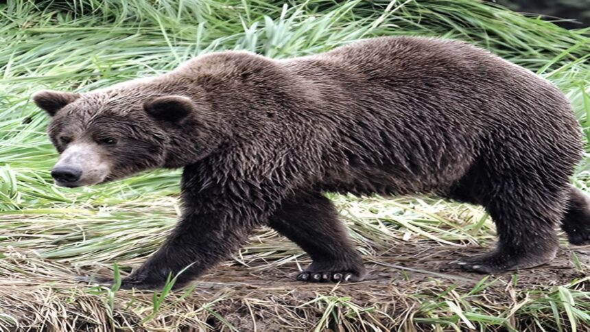 Bear Attack