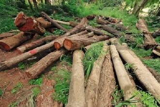CG Farmers Tree Cutting Rules