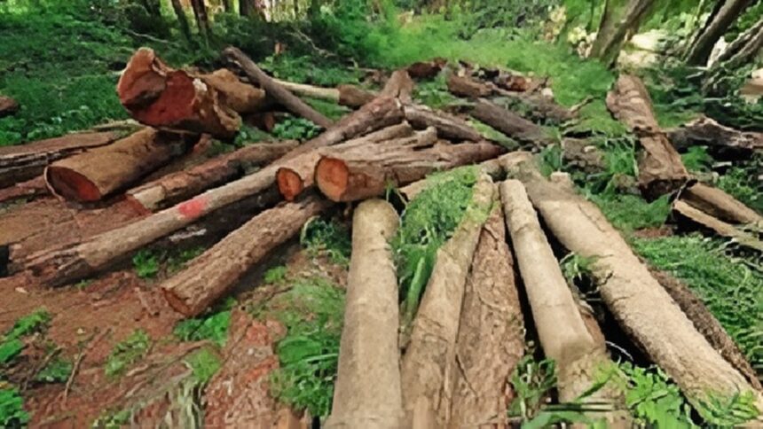 CG Farmers Tree Cutting Rules