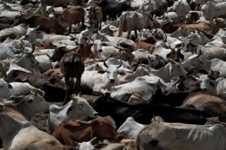 Cow Vigilante Violence