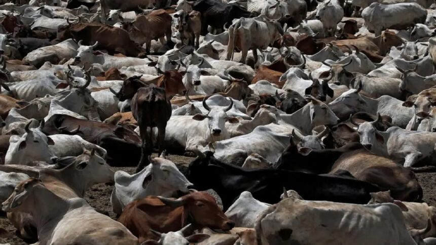 Cow Vigilante Violence