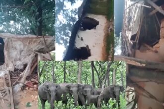 Elephant Herd Attack