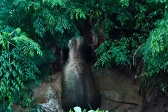 Elephant Rescue Operation Chhattisgarh