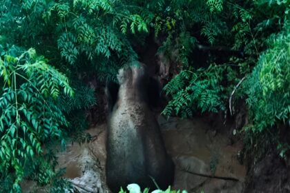 Elephant Rescue Operation Chhattisgarh