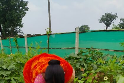 Kitchen Garden Success Story