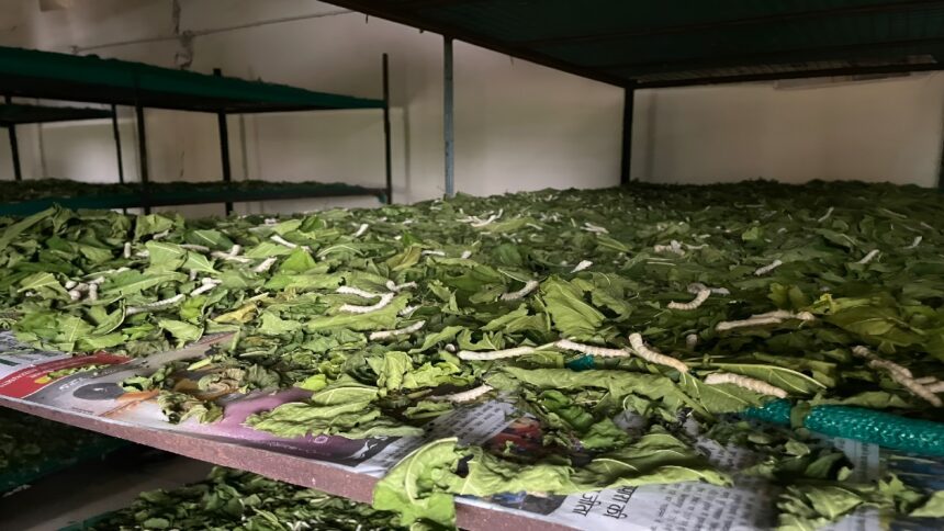 Kosa Seed Production Chhattisgarh