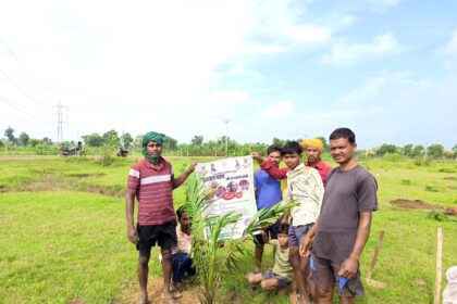 Oil Palm