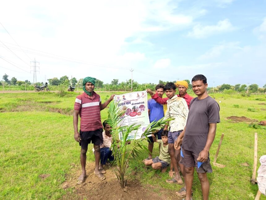 Oil Palm