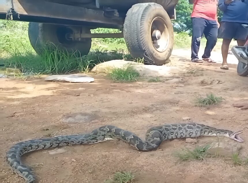 Python Rescue Korba Poultry Farm
