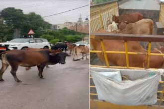 Raipur Stray Cattle Campaign