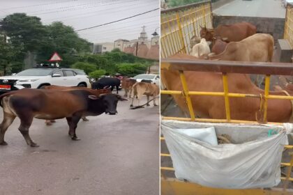 Raipur Stray Cattle Campaign