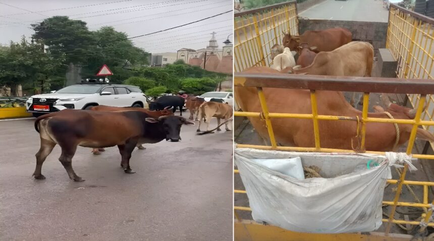 Raipur Stray Cattle Campaign