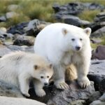 Rare White Bear Alert