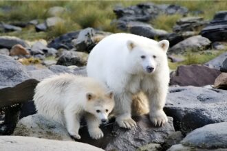 Rare White Bear Alert