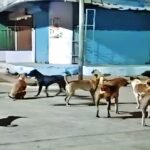 Dog Control Rules