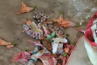 Temple Vandalism Bilaspur